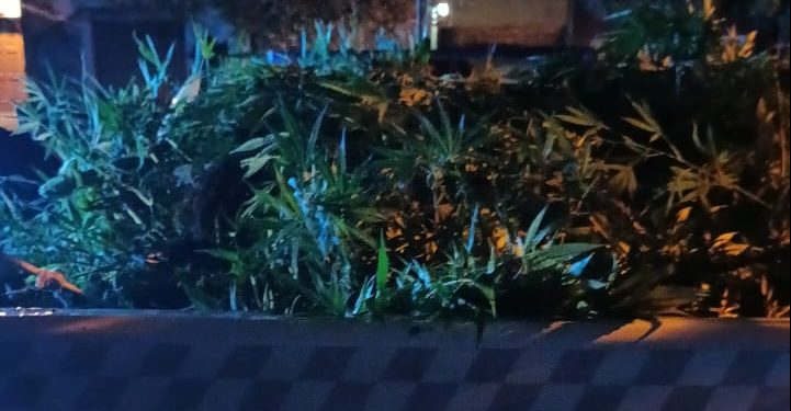 ROBARON PLANTAS DE MARIHUANA EN UNA CASA