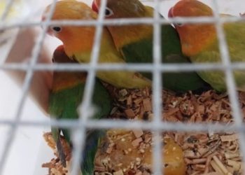 RECUPERARON EJEMPLARES DE ANIMALES QUE TRANSPORTABAN EN UN CAMION