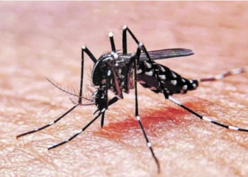 CONTINÚAN LAS TAREAS DE PREVENCIÓN DEL DENGUE