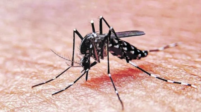 CONTINÚAN LAS TAREAS DE PREVENCIÓN DEL DENGUE