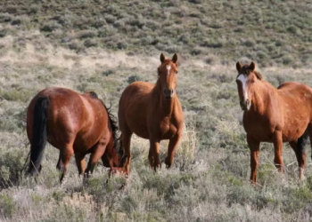 BUGATTI: «EL PACIENTE CON ENCEFALITIS YA FUE DADO DE ALTA, ES EL ÚNICO POR EL MOMENTO»