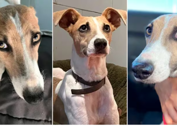 LOS RESCATISTAS DEL PERRO ARTURO DE GRAN HERMANO QUIEREN SACARLO DE LA CASA