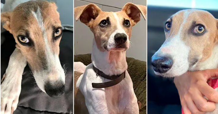 LOS RESCATISTAS DEL PERRO ARTURO DE GRAN HERMANO QUIEREN SACARLO DE LA CASA