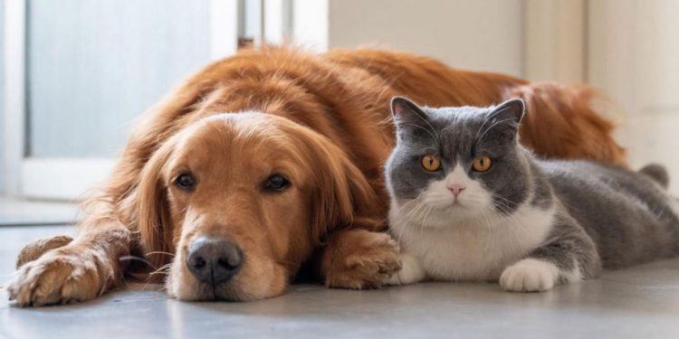 PROGRAMA EDUCATIVO DE CONVIVENCIA RESPONSABLE CON ANIMALES DOMÉSTICOS