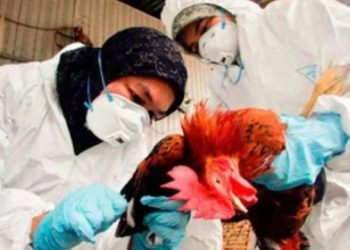 LA OMS ANUNCIÓ LA PRIMERA MUERTE DE UNA PERSONA INFECTADA POR GRIPE AVIAR