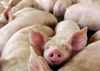 SCUFFI: «LO DE GUAMINÍ SE DIO EN 24 PERSONAS POR UNA JUNTADA DONDE COMIERON PICADA DE PRODUCCIÓN CASERA»