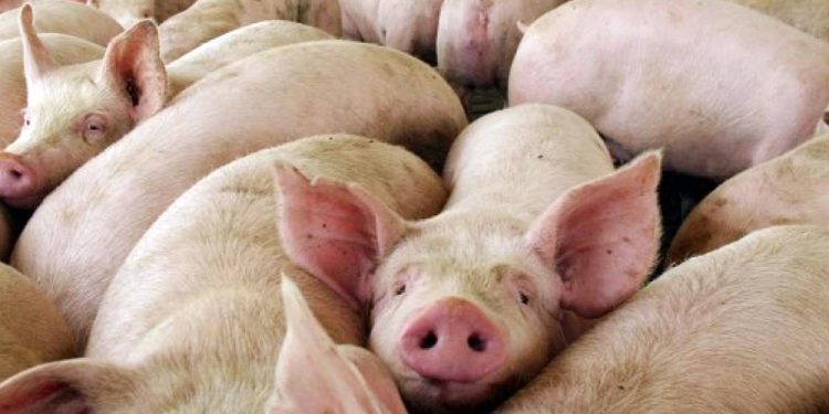 SCUFFI: «LO DE GUAMINÍ SE DIO EN 24 PERSONAS POR UNA JUNTADA DONDE COMIERON PICADA DE PRODUCCIÓN CASERA»