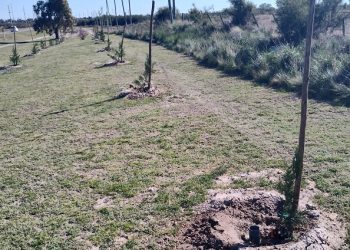 OTTONELLO: «TUVIMOS EL ROBO DE MÁS DE 20 ÁRBOLES EN EL ACCESO A CERRI»