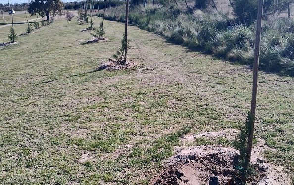 OTTONELLO: «TUVIMOS EL ROBO DE MÁS DE 20 ÁRBOLES EN EL ACCESO A CERRI»