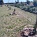 OTTONELLO: «TUVIMOS EL ROBO DE MÁS DE 20 ÁRBOLES EN EL ACCESO A CERRI»