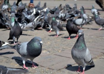 LAUQUEN: «TODO LO QUE LAS PALOMAS HACEN DECANTA EN LOS FILTROS DE ABSA»
