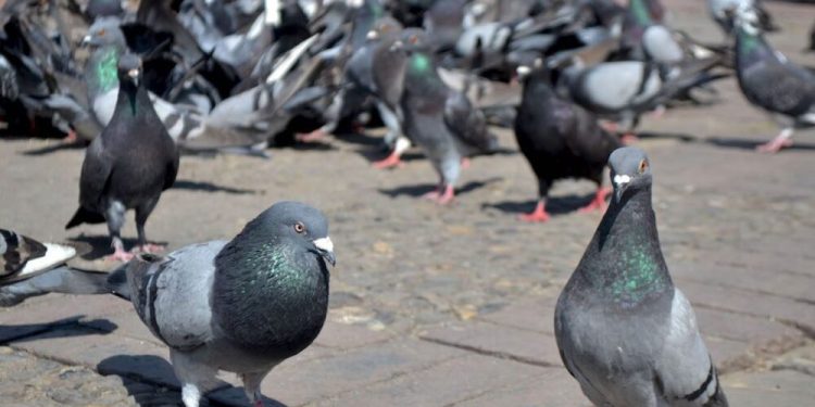 LAUQUEN: «TODO LO QUE LAS PALOMAS HACEN DECANTA EN LOS FILTROS DE ABSA»