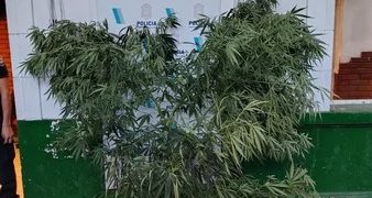 SECUESTRARON PLANTAS DE CANNABIS EN UN ALLANAMIENTO