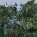 SECUESTRARON PLANTAS DE CANNABIS EN UN ALLANAMIENTO