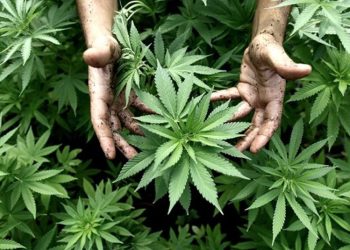 ROMANELLI: «EL PROGRAMA REPROCANN SIGUE ESTANDO VIGENTE, PERO PARECE QUE VIENEN A QUITAR NUESTROS DERECHOS»