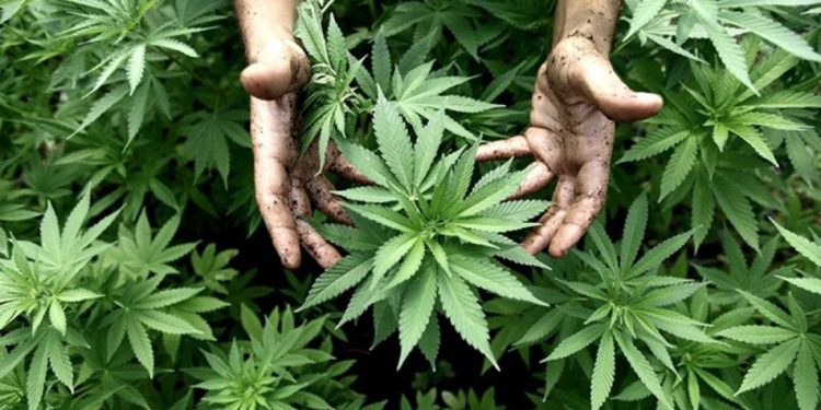 ROMANELLI: «EL PROGRAMA REPROCANN SIGUE ESTANDO VIGENTE, PERO PARECE QUE VIENEN A QUITAR NUESTROS DERECHOS»