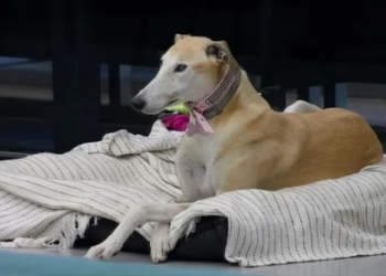 PREOCUPACIÓN POR PARIS, LA PERRITA QUE INGRESÓ A LA CASA DE GRAN HERMANO