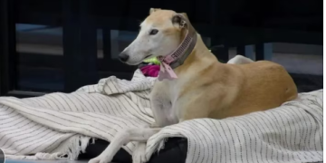 PREOCUPACIÓN POR PARIS, LA PERRITA QUE INGRESÓ A LA CASA DE GRAN HERMANO