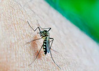 DETECTARON UN NUEVO CASO DE DENGUE EN LA CIUDAD DE BAHÍA BLANCA