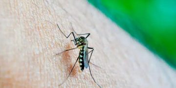 DETECTARON UN NUEVO CASO DE DENGUE EN LA CIUDAD DE BAHÍA BLANCA