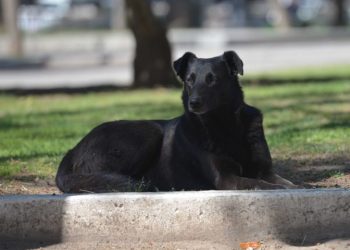 INFORME SOBRE LA LEPTOSPIROSIS CANINA