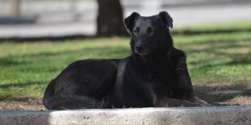 INFORME SOBRE LA LEPTOSPIROSIS CANINA