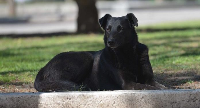 INFORME SOBRE LA LEPTOSPIROSIS CANINA