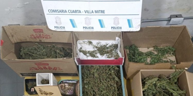 HALLARON UNA PLANTACIÓN DE MARIHUANA DURANTE UN ALLANAMIENTO EN VILLA MUÑIZ