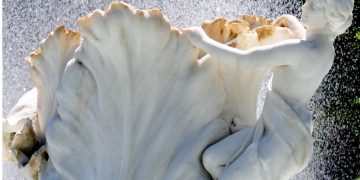 RECONOCIMIENTO A MUJERES DE LA UNS