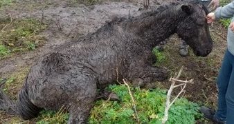 LA POLICÍA DE SUÁREZ RESCATO 4 CABALLOS EN ESTADO DE DESNUTRICIÓN