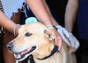 GUAJARDO: «ESTOS HECHOS DE VIOLENCIA PONEN EN PELIGRO LA CONTINUIDAD DE LA GUARDIA EN VETERINARIA»