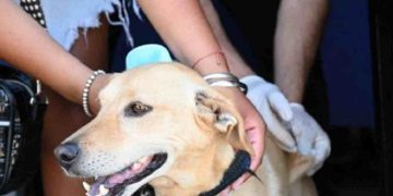 GUAJARDO: «ESTOS HECHOS DE VIOLENCIA PONEN EN PELIGRO LA CONTINUIDAD DE LA GUARDIA EN VETERINARIA»