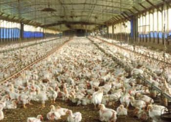 LAS IMPORTACIONES DE CARNE AVIAR AUMENTARON CASI 300% EN LO QUE VA DEL AÑO, MIENTRAS QUE LAS EXPORTACIONES CAYERON