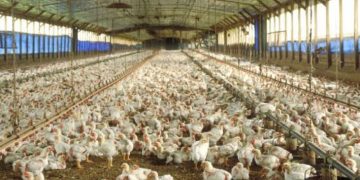 LAS IMPORTACIONES DE CARNE AVIAR AUMENTARON CASI 300% EN LO QUE VA DEL AÑO, MIENTRAS QUE LAS EXPORTACIONES CAYERON