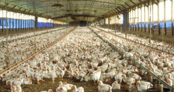 LAS IMPORTACIONES DE CARNE AVIAR AUMENTARON CASI 300% EN LO QUE VA DEL AÑO, MIENTRAS QUE LAS EXPORTACIONES CAYERON