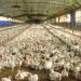 LAS IMPORTACIONES DE CARNE AVIAR AUMENTARON CASI 300% EN LO QUE VA DEL AÑO, MIENTRAS QUE LAS EXPORTACIONES CAYERON