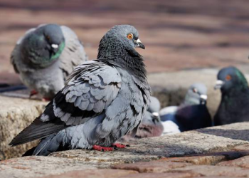 CORBAZ: «EL GOBIERNO MUNICIPAL HA RECOGIDO EL GUANTE ANTE ESTA PROBLEMÁTICA DE LAS PALOMAS»