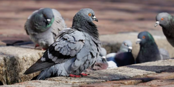 CORBAZ: «EL GOBIERNO MUNICIPAL HA RECOGIDO EL GUANTE ANTE ESTA PROBLEMÁTICA DE LAS PALOMAS»