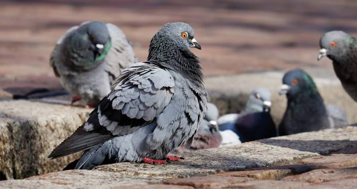 CORBAZ: «EL GOBIERNO MUNICIPAL HA RECOGIDO EL GUANTE ANTE ESTA PROBLEMÁTICA DE LAS PALOMAS»