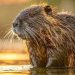 LA PROXIMA SEMANA INDAGARÁN A LOS ACUSADOS DE MATAR A LA NUTRIA