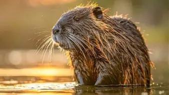 LA PROXIMA SEMANA INDAGARÁN A LOS ACUSADOS DE MATAR A LA NUTRIA